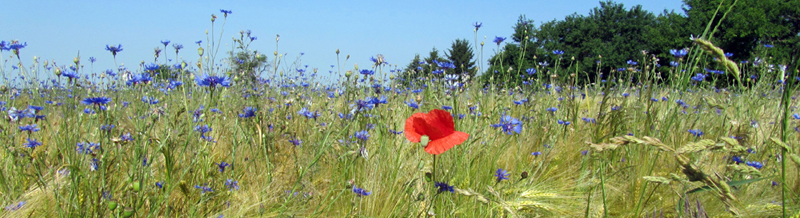 Kornfeld Brandenburg