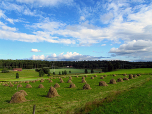 Heuernte in Schweden am Vaenern-See